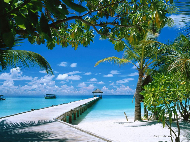 Pier beach palm trees boat free wallpaper - medium preview image
