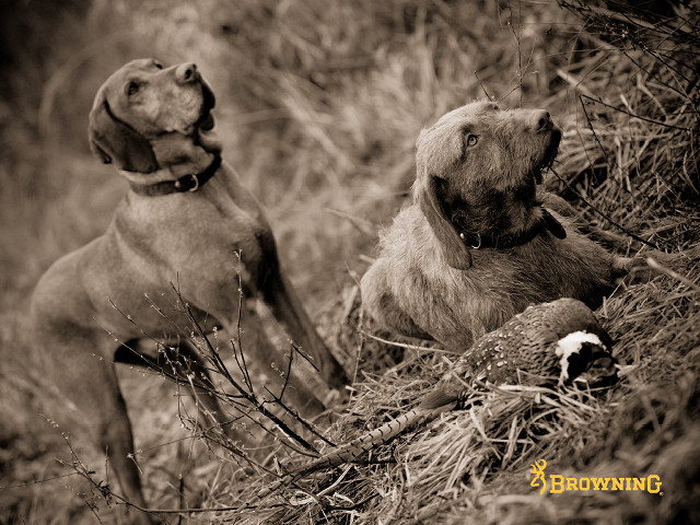 Two dogs sitting grass looking free wallpaper - medium preview image