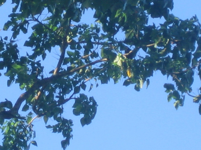 Bird branch leaves blue sky free wallpaper - medium preview image