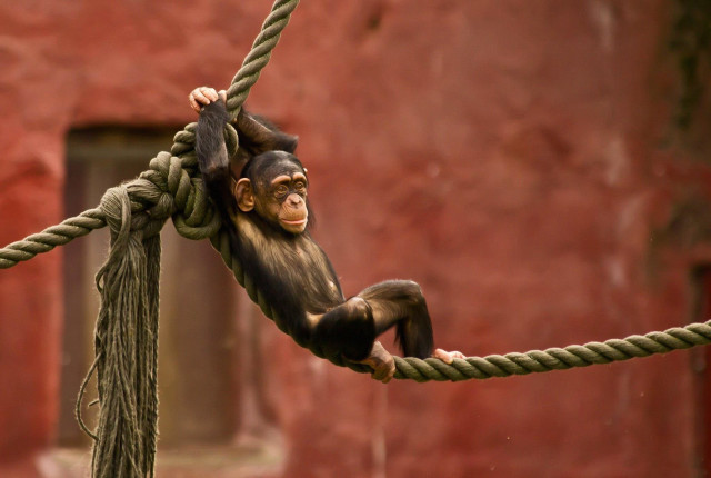 Monkey hanging rope zoo enclosure free wallpaper - medium preview image