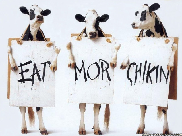 Three cows holding signs eat free wallpaper - medium preview image