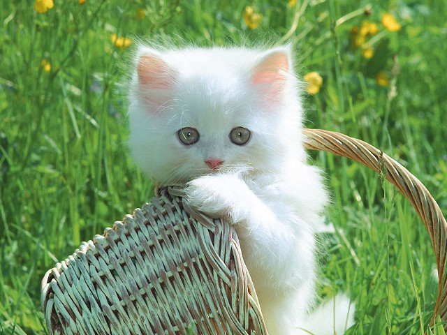 White kitten basket grass flowers free wallpaper - medium preview image