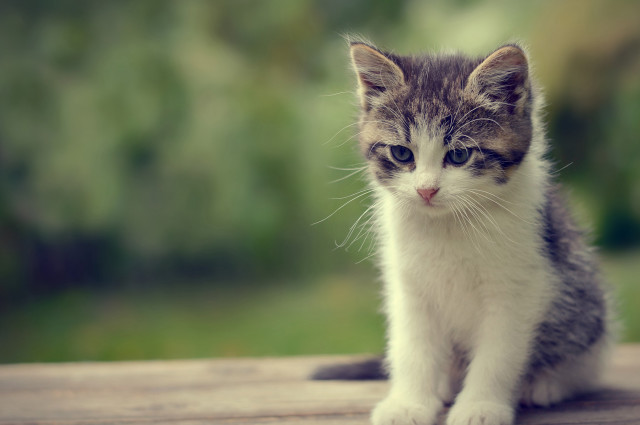 Small kitten wooden table outdoor free wallpaper - medium preview image
