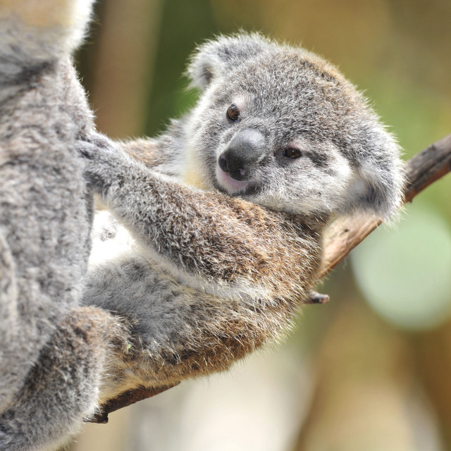 Koala bear smiling tree branch free wallpaper - medium preview image