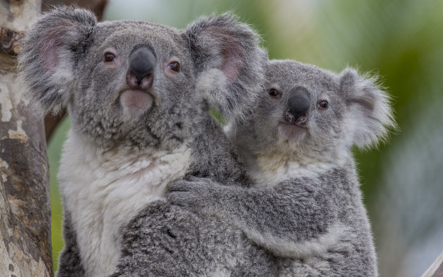 Two koalas sitting tree holding free wallpaper - medium preview image