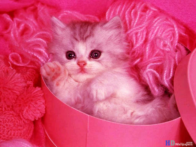 Kitten pink box blanket teddy free wallpaper - medium preview image