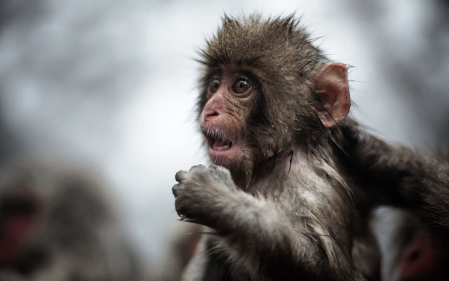 Monkey mouth open hands air free wallpaper - medium preview image