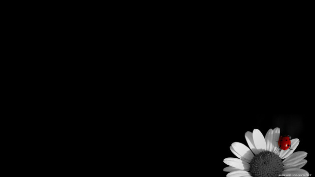 Red white flower black background free wallpaper - medium preview image