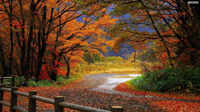Autumn foliage road fence bench free wallpaper - medium preview image
