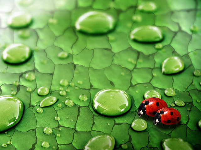 Ladybug green leaf water drops #3 free wallpaper - medium preview image