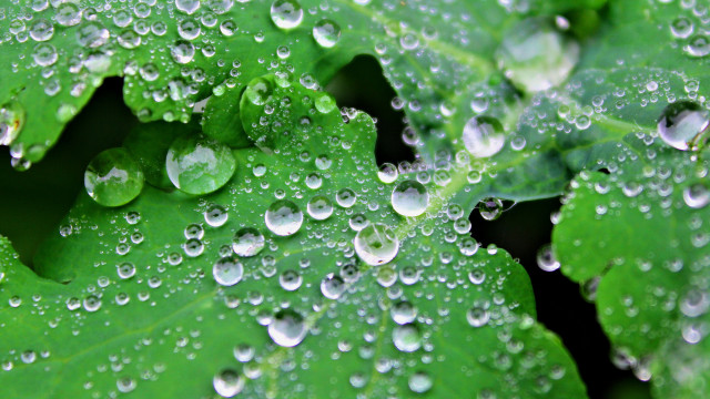 Green leaf water droplets macro #12 free wallpaper - medium preview image