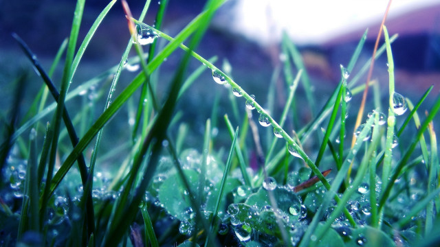 Grass water droplets blurry background free wallpaper - medium preview image