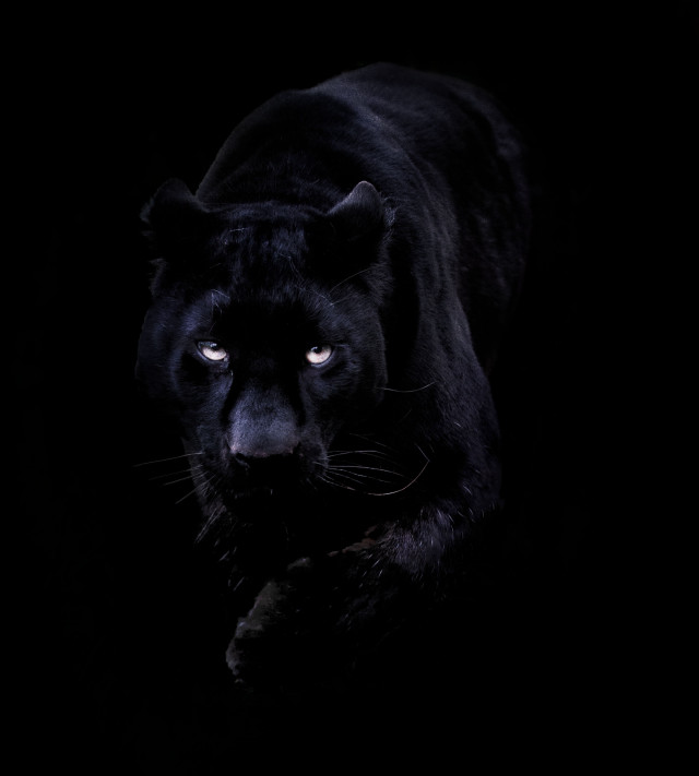 Black panther blue eyes walking free wallpaper - medium preview image