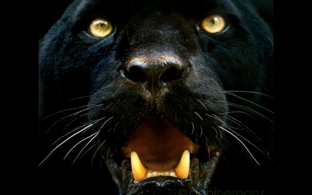 Black panther mouth open yellow free wallpaper - medium preview image