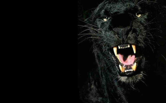 Black panther mouth open teeth free wallpaper - medium preview image
