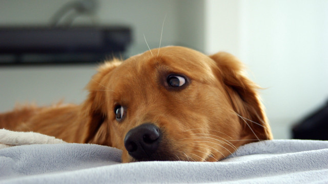 Dog blanket sad looking camera free wallpaper - medium preview image