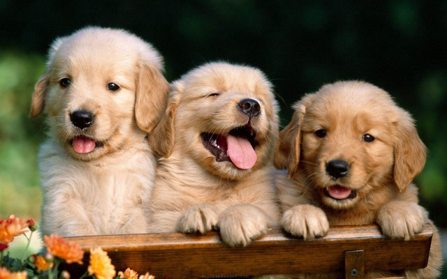 Three puppies wooden bench open free wallpaper - medium preview image
