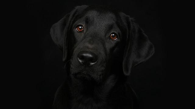 Black dog portrait animal photography free wallpaper - medium preview image