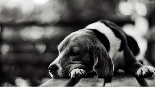 Dog laying bench head ground free wallpaper - medium preview image