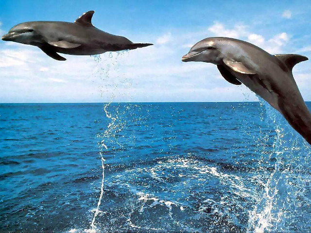 Dolphins jumping ocean water tails free wallpaper - medium preview image
