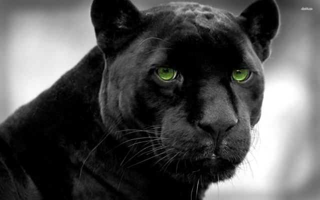 Black panther green eyes blurry free wallpaper - medium preview image