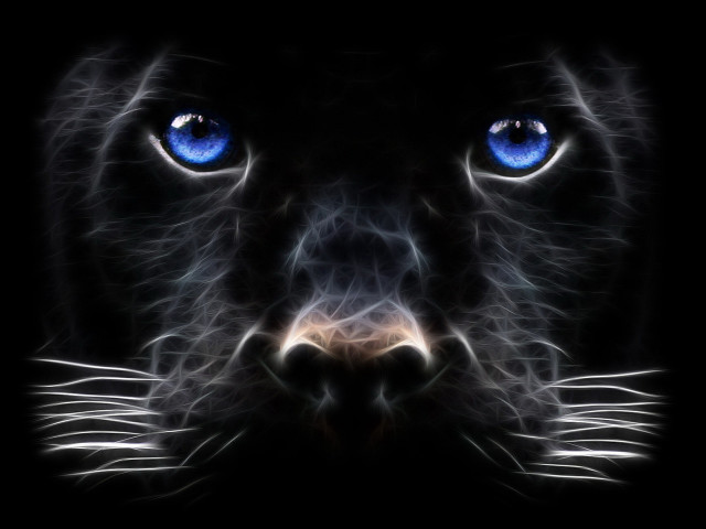 Black cat blue eyes night free wallpaper - medium preview image