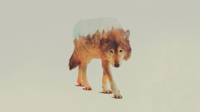 Wolf walking snow trees background free wallpaper - medium preview image