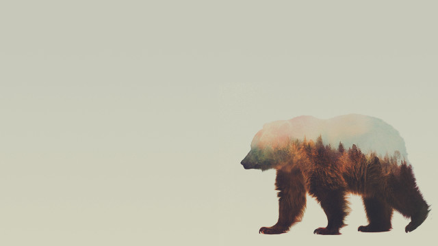 Bear gray sky trees blurry free wallpaper - medium preview image