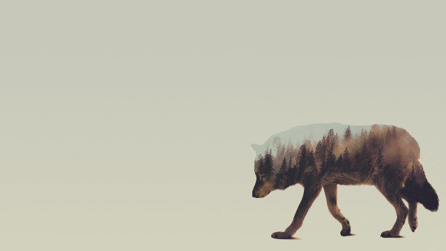 Wolf walking field trees sky free wallpaper - medium preview image