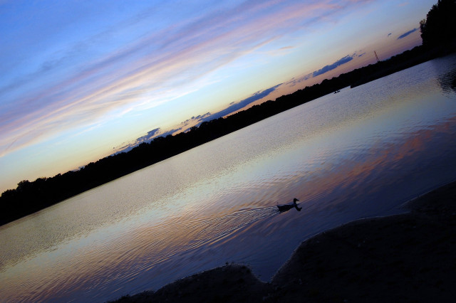 Lone bird lake sunset colorful free wallpaper - medium preview image