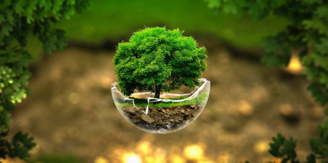 Tree bubble man face green free wallpaper - medium preview image