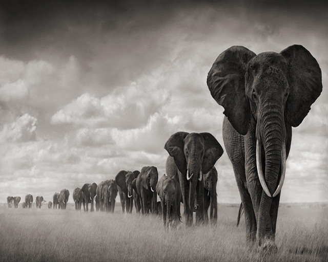 Elephants drygrass cloudy sky blackwhite free wallpaper - medium preview image