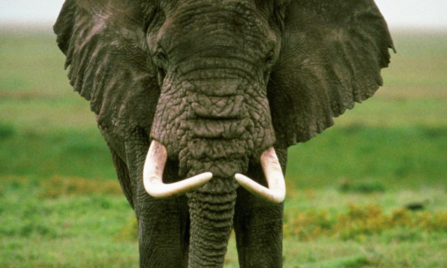 Elephant tusks field grass sky free wallpaper - medium preview image