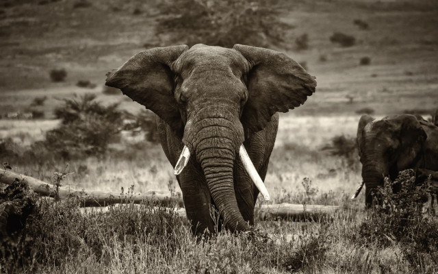 Elephant lush green field forest free wallpaper - medium preview image