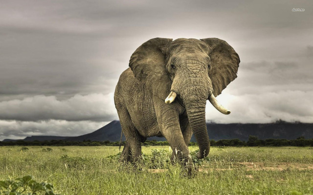Elephant field mountains clouds sky free wallpaper - medium preview image