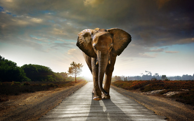 Elephant walking road sky background #2 free wallpaper - medium preview image