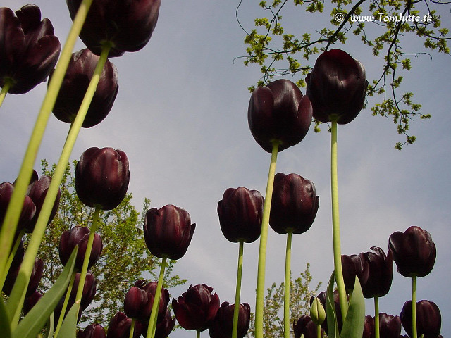 Purple flowers grass blue sky free wallpaper - medium preview image