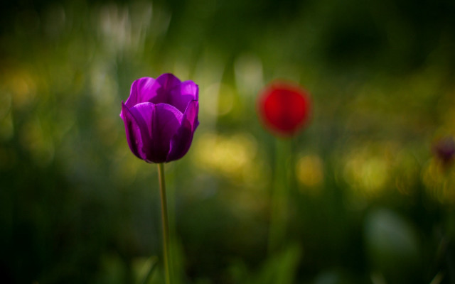 Purple flower red blurry background free wallpaper - medium preview image