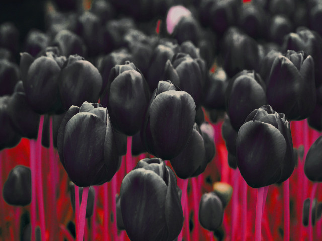 Black flowers red stems background free wallpaper - medium preview image