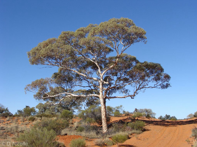 Tree dirt road desert blue free wallpaper - medium preview image