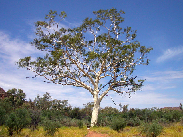 Tree field sky dirt path free wallpaper - medium preview image