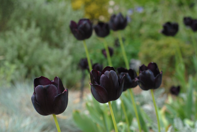 Black flowers garden bokeh tiltshift free wallpaper - medium preview image