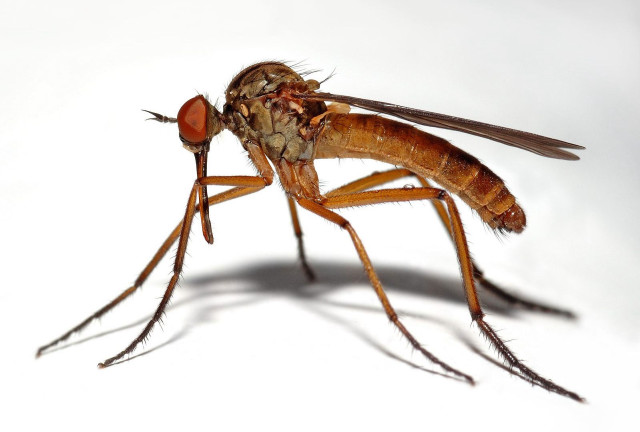 Mosquito closeup white background shadow free wallpaper - medium preview image