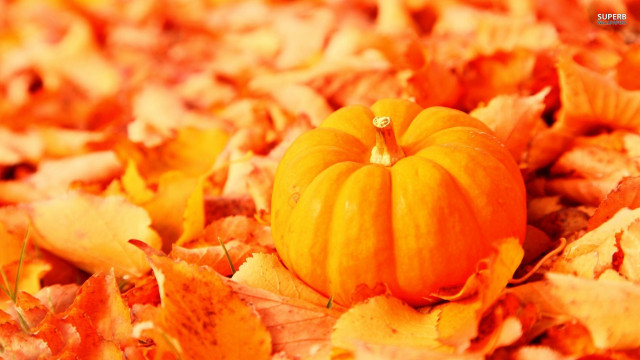 Small pumpkin leaves grass ground free wallpaper - medium preview image