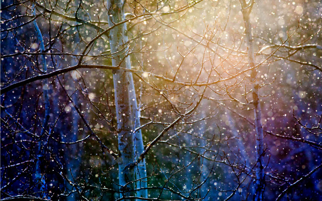 Forest snow sunshine trees branches free wallpaper - medium preview image