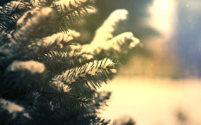 Pine tree snow branches blurry free wallpaper - medium preview image
