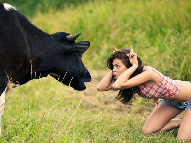 Woman kneeling cow field grass #3 free wallpaper - medium preview image