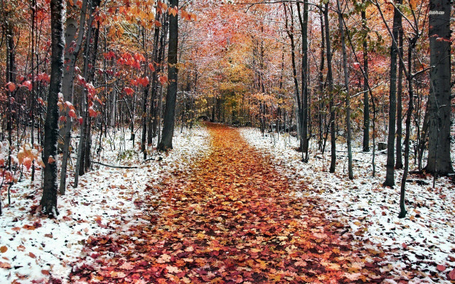 Wooded path leaves red yellow free wallpaper - medium preview image