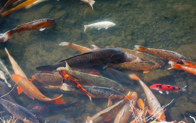 Fish group swimming pond water free wallpaper - medium preview image