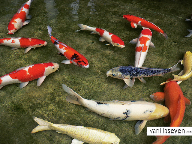Fish swimming pond water caption free wallpaper - medium preview image